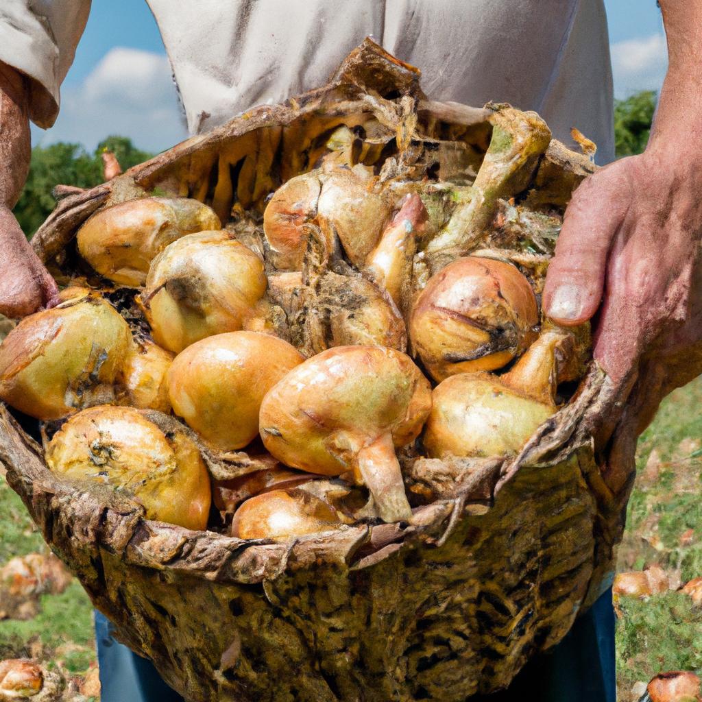 Freshly harvested cipollini onions from the field