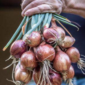 How To Peel Cipollini Onions
