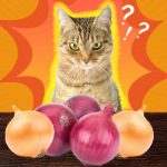 Can Cats Eat Onions? 3 Best info To Make Informed Decisions About Your Pet's Diet