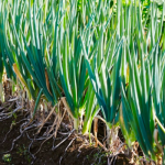 Growing Green Onions: A Comprehensive Guide to Successful Home Gardening